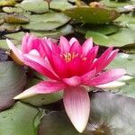 Nymphaea candida Leaf