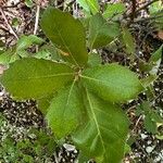 Quercus agrifolia Fulla