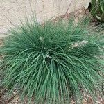 Muhlenbergia lindheimeri Leaf