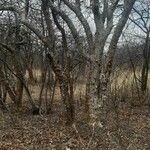 Commiphora leptophloeos Bark