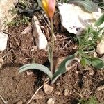 Tulipa sylvestrisCvet