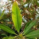 Elaeocarpus grandiflorus Levél