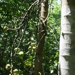 Ficus hispida Hedelmä