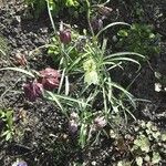 Fritillaria meleagris 整株植物