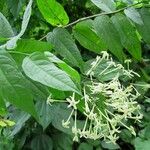 Cestrum fragile Hoja