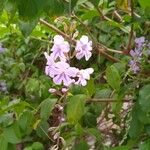 Duranta erectaFlower