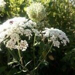 Daucus carota花