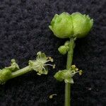 Mercurialis leiocarpa Hábito