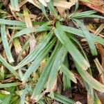 Carex sylvatica Leaf