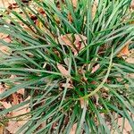 Liriope spicata Leaf