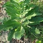 Verbascum lychnitis Levél