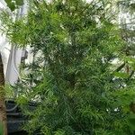 Afrocarpus falcatus موطن