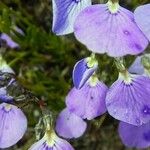 Viola dubyana Kwiat