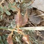 Astragalus johannis-howellii Плід