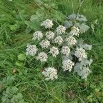 Heracleum sphondyliumFloare