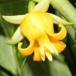 Roussea simplex फूल