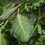 Pittosporum tenuifolium Leaf