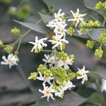 Nyctanthes arbor-tristis Blomst