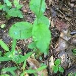 Lobelia inflata Leaf