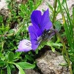 Viola lutea Flor