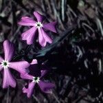 Phlox speciosa Floro