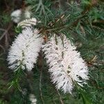 Melaleuca armillaris Цвят