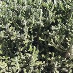 Euphorbia lactea অভ্যাস