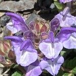 Scutellaria alpina Fleur