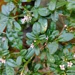 Zieria prostrata Ліст
