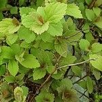 Spiraea tomentosa Leaf