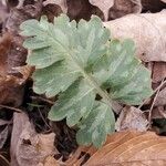 Hydrophyllum macrophyllum Leaf