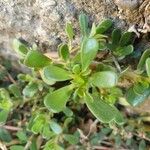 Portulaca oleracea Ліст