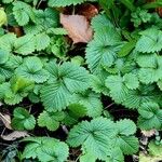 Fragaria × ananassa Lapas