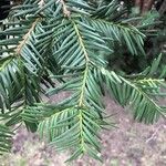 Taxus cuspidataList