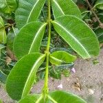 Cryptostegia madagascariensis Leaf