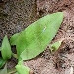 Ponthieva mandonii Leaf