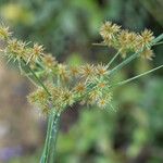 Cyperus diffusus फूल