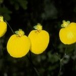 Calceolaria uniflora Цветок