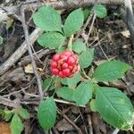 Arisaema triphyllumফল