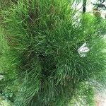 Psilotum nudum موطن