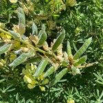 Lupinus arboreus Fruit