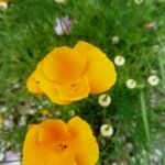 Eschscholzia californicaBlomst