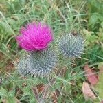 Cirsium vulgareFlower