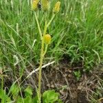 Crassocephalum picridifolium Arall
