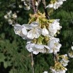 Prunus aviumFlor