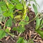 Euphorbia pulcherrima ഇല