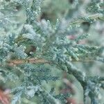 Juniperus chinensis Φύλλο