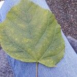 Tilia platyphyllosBlad