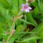 Cuphea ericoides Flor