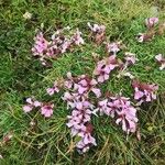 Saponaria pumila Flower